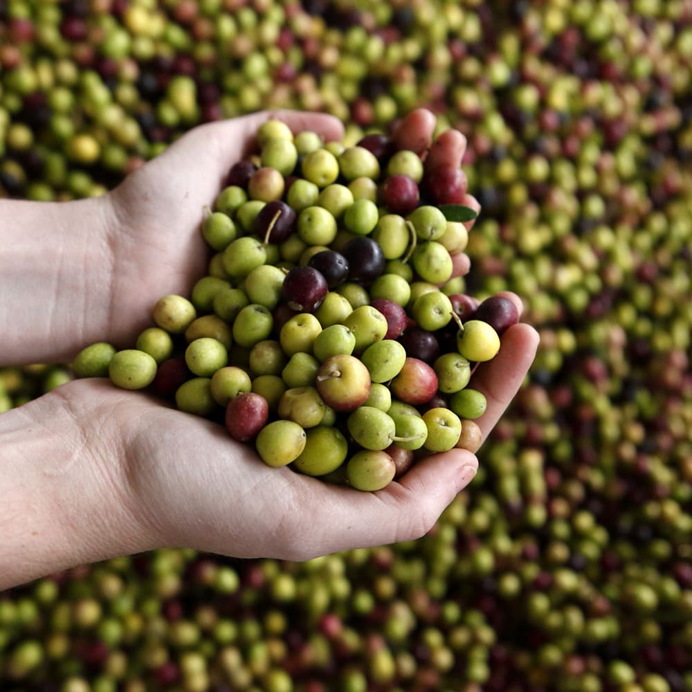 【OLIVE JAPAN（R）金賞】エキストラバージンオリーブオイル(500ml) | THE STORY