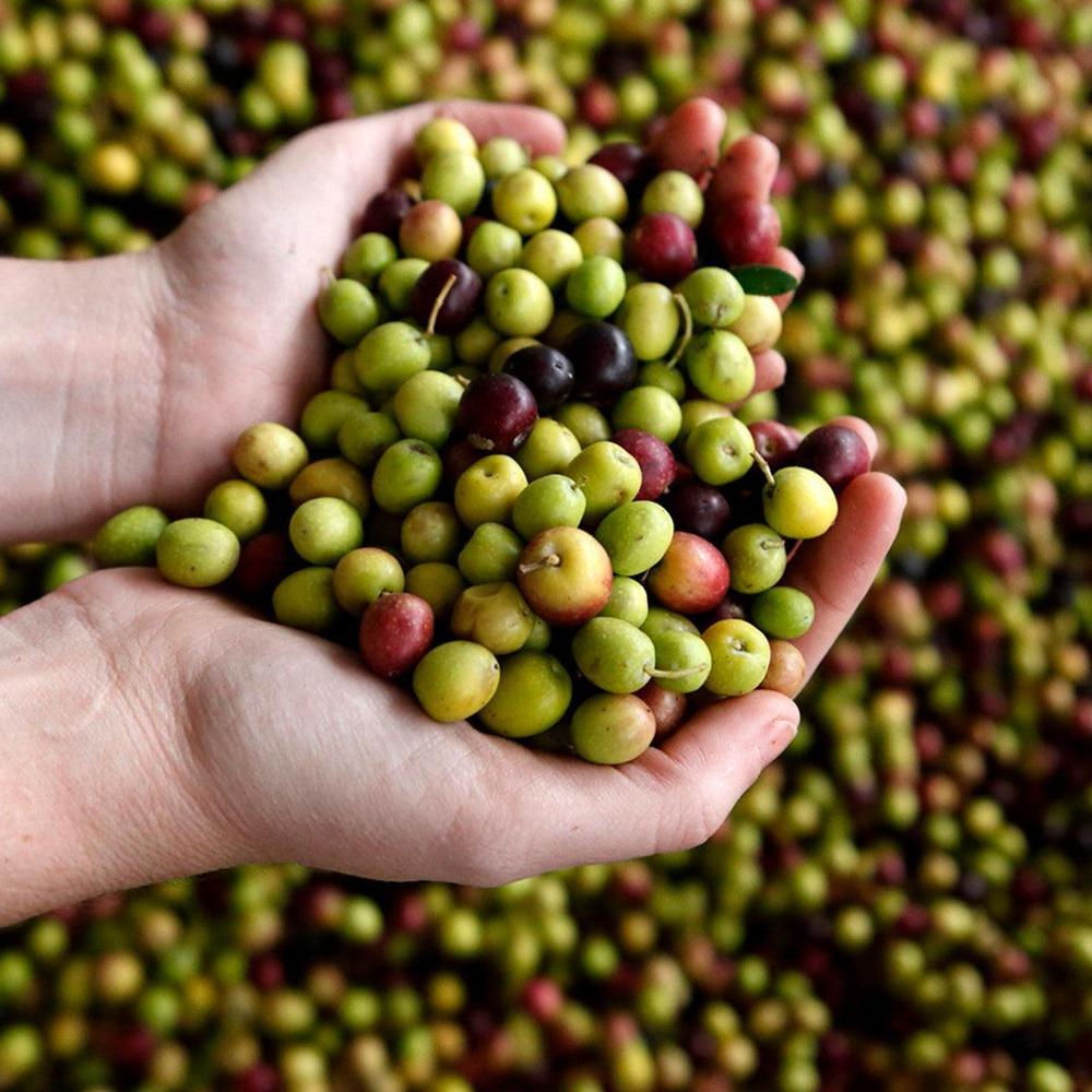 【OLIVE JAPAN（R）金賞】エキストラバージンオリーブオイル 2種セット（250ml）ギフトBOX
