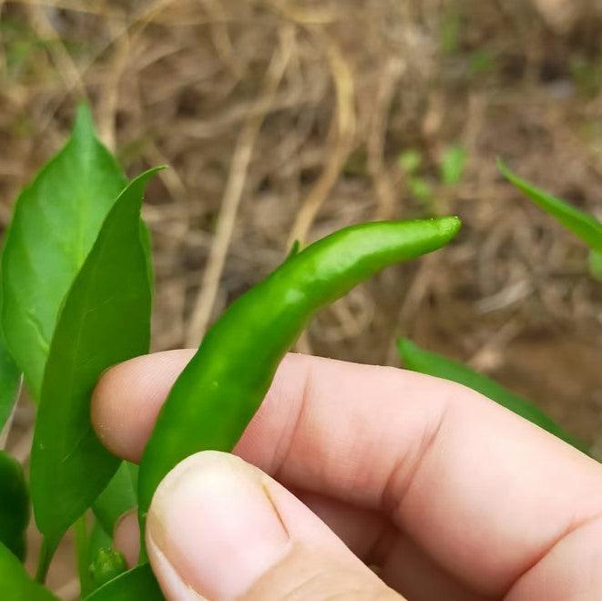 平松町の粗ずり柚子胡椒（青）50g/70g
