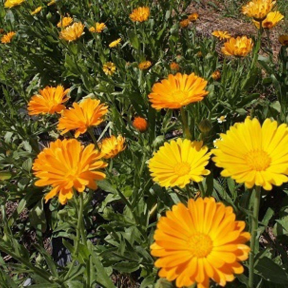 お花