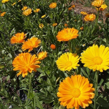 お花