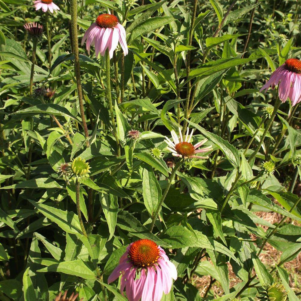 お花