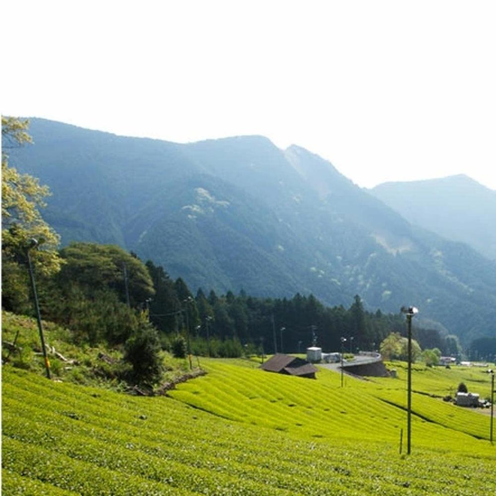MAM CHA【MINI】静岡県産 | MAM CAFE（マムカフェ）