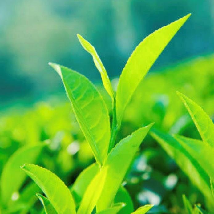 茶葉