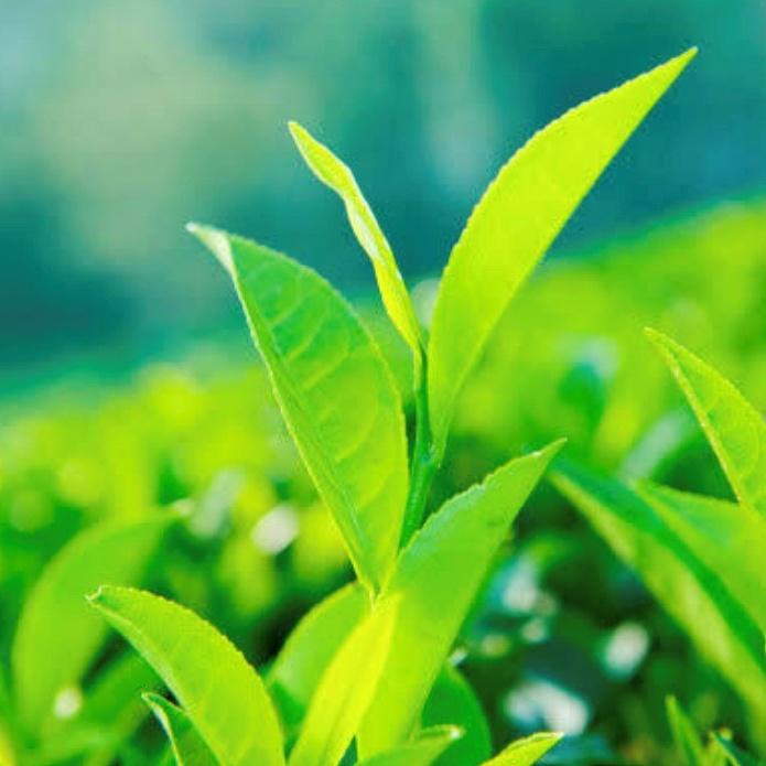 茶葉